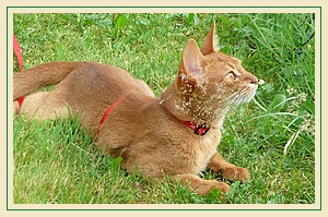 Hailey, Abessinierkätzin sorrel